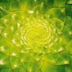 plantmorphology_350x262